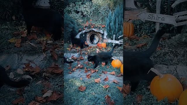 Назгулы ищут Фродо и кольцо
