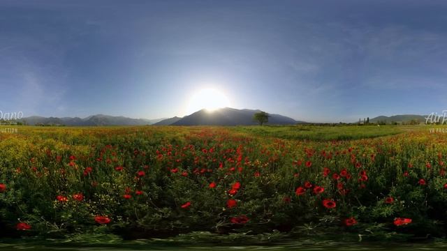 Poppy Field, Armenia. Relaxation video in 8K