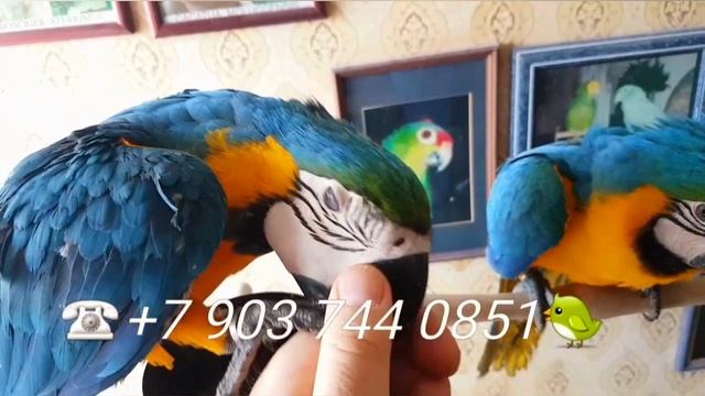 Сине-желтый ара (Ara ararauna) ручные птенцы из питомника.