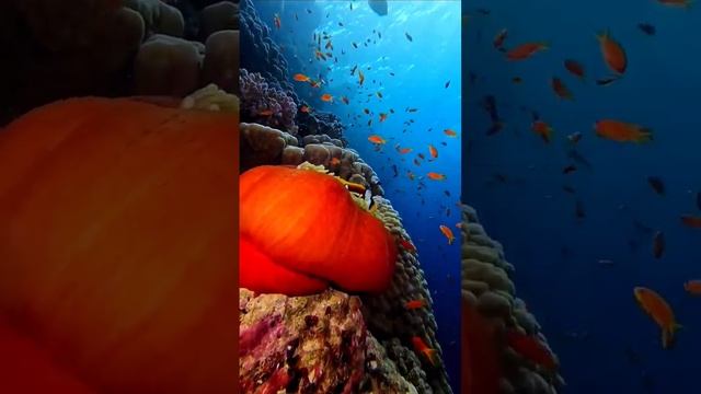 Рыба-клоун, Откройте для себя подводную жизнь #дайвинг #океан #underwater #oceanlife #рыбы