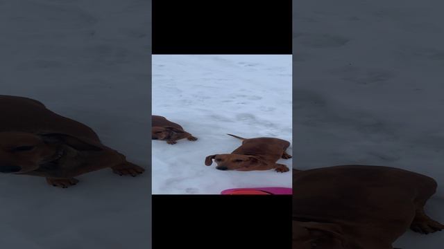 Команда рядом в исполнении стаи собак