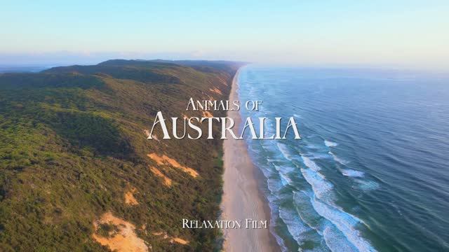 Animals of Australia 4K - Wildlife Relaxation Film with Peaceful Music - Video UltraHD