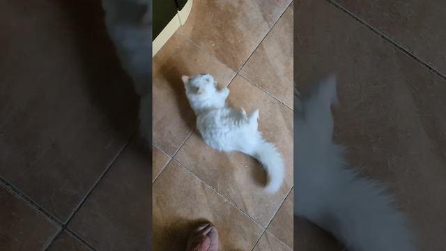 кот попрошайка.mp4