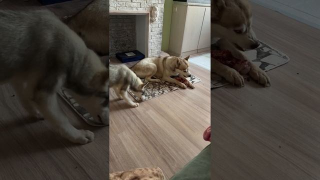 Хаски. Мята отжала кость