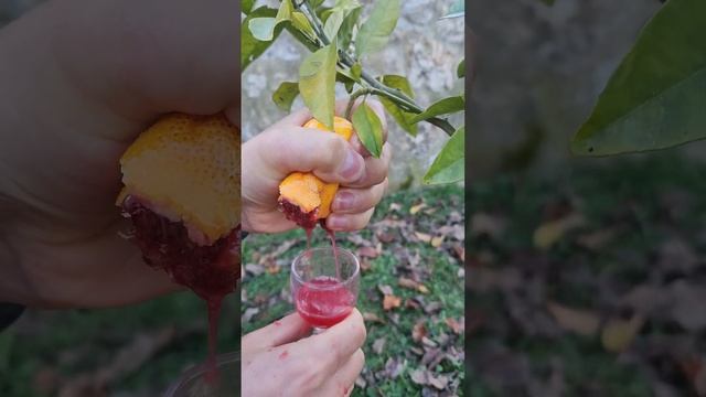 Fresh Red Orange Juice / Fresh Juice from the tree #shorts #orange #juice