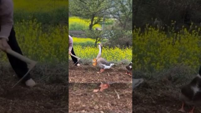 1000070718.mp4