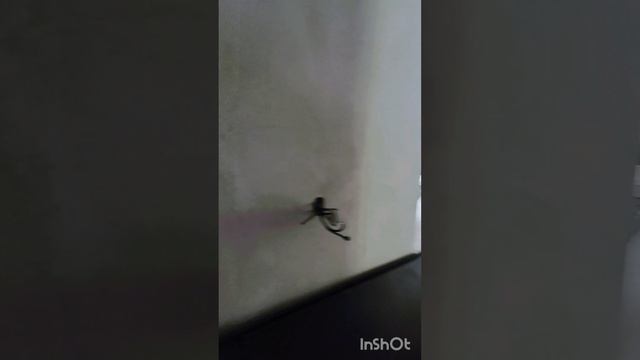 дом мечты
