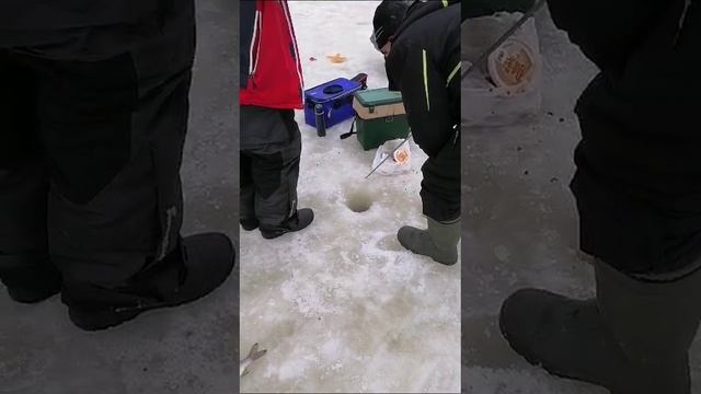 КРХ ТРИФОН