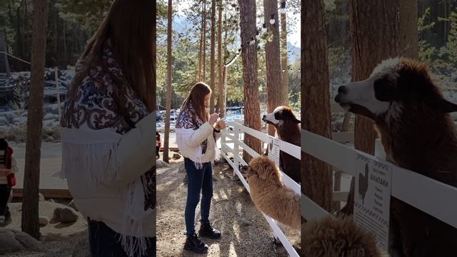 Альпаки в Приэльбрусье