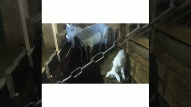 Обезрожування,гігієнічна дойка,мама любить всіх діітей однаково?