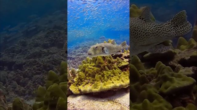 Под прозрачной водой, с прекрасными видами встречайте Рождество и Новый год.