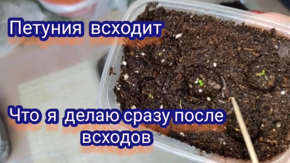 Петуния всходит. Что делаю сразу после всходов