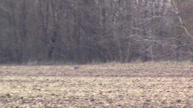 Охота на зайца с собаками 08.01.25г