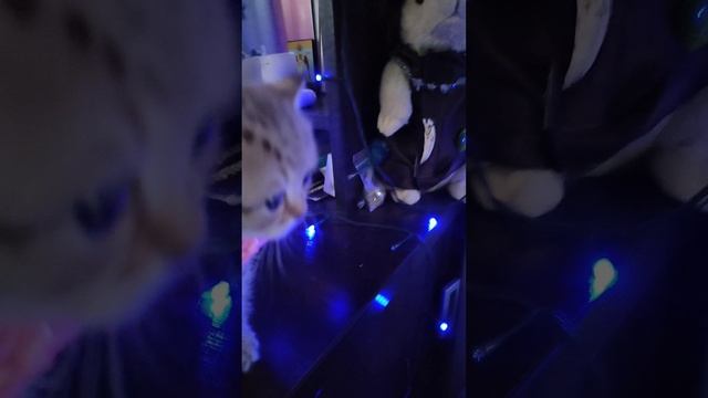 1000117746.mp4