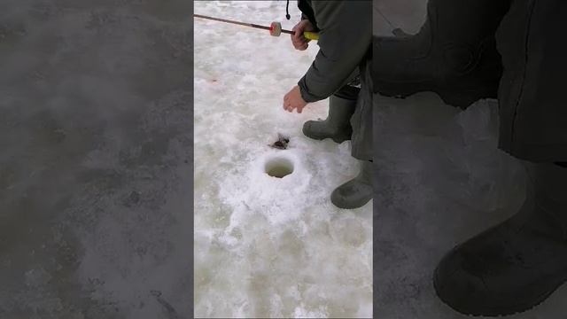 КРХ ТРИФОН