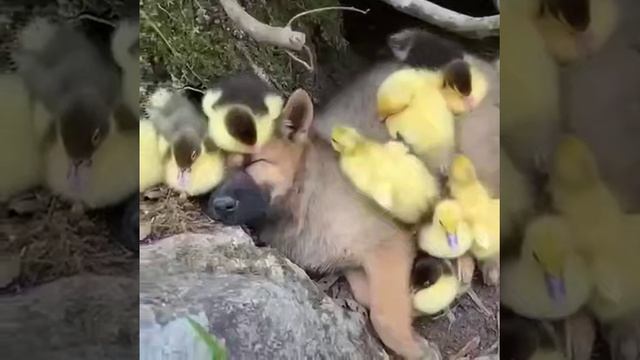 сон час в дет саду