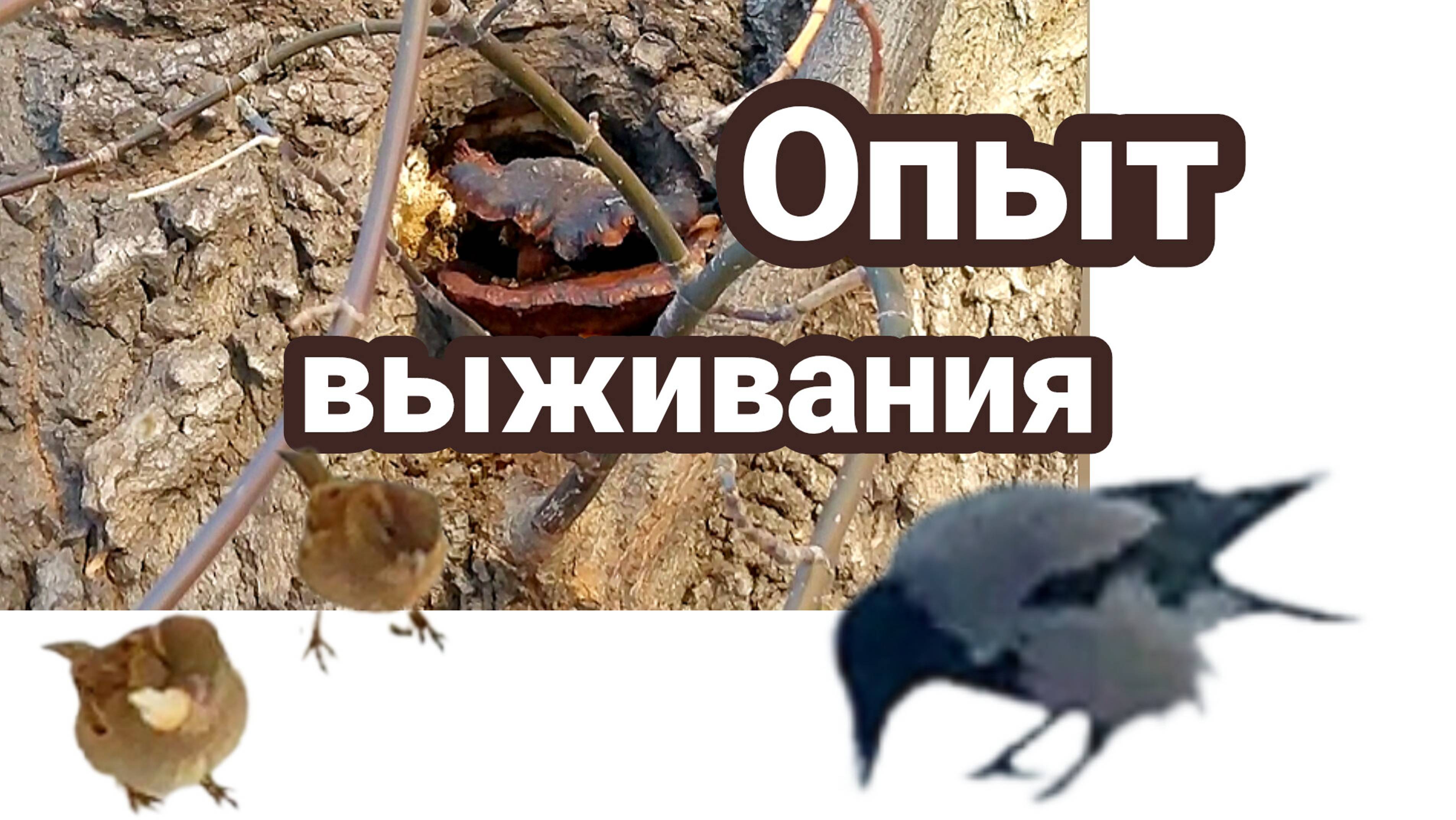 Птицы,деревья и грибы
