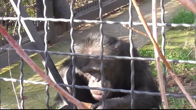 Шимпанзе забавно пощелкали зубами) Парк львов Тайган #тайган