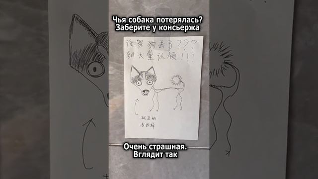 Кто странную собачку потерял Заберите у консьержа