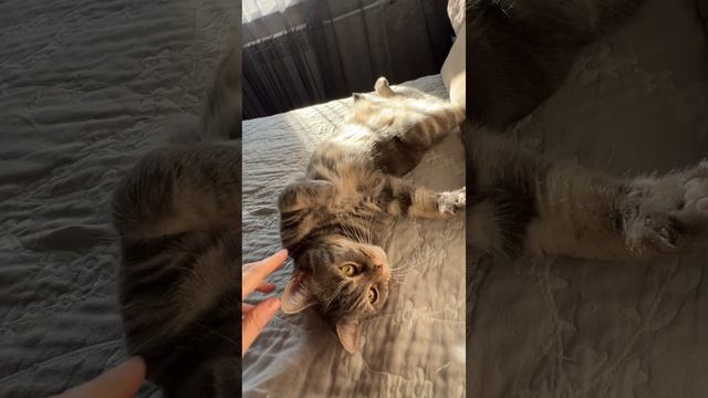 Кот Ричи на расслабоне