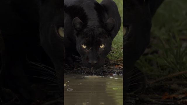 Пантера. Panther.