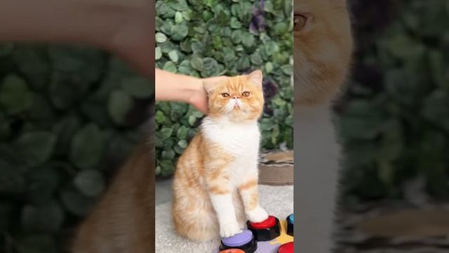 Кота научили общаться при помощи звуковых кнопок