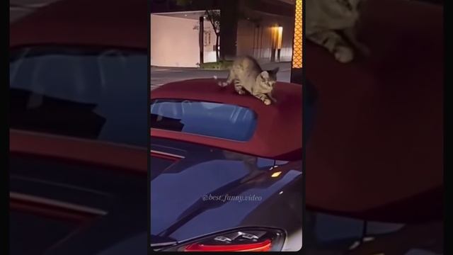 Ох уж эти коты!