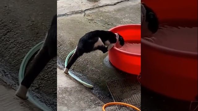 Котики и вода)
