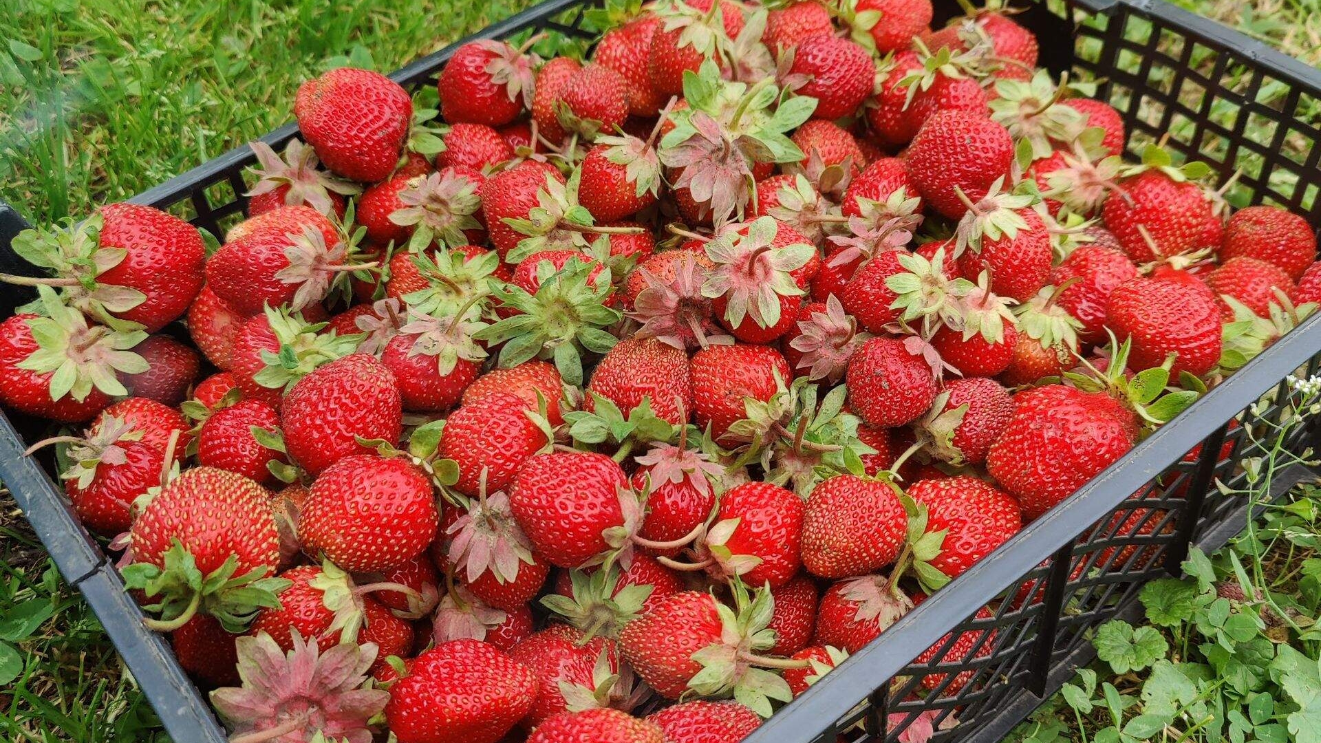 Клубничное сумасшествие.🍓🍓🍓