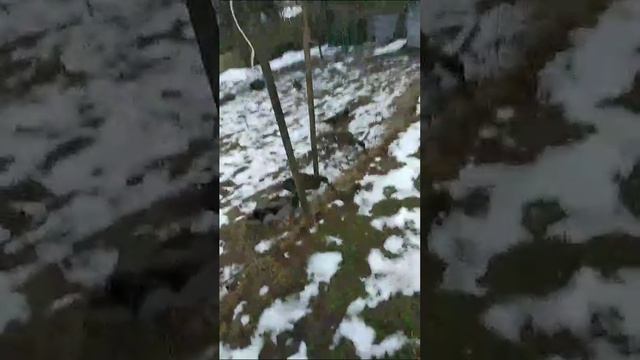 ОСТАТКИ МОЕЙ РОСКОШИ...МОИ ПОДСАДНЫЕ СЕМЕНОВСКОЙ, ЧУБАРОЙ ПОРОДЫ ОТ ЛУДШИХ МАМ И ПАП В РОССИИ КРОВЕЙ