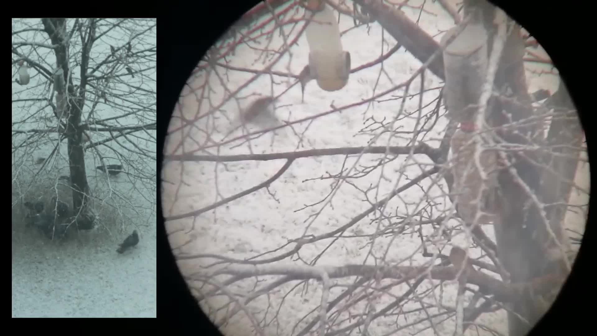 Кормушка для птиц 09.01.2025
