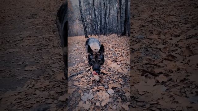 German Shepherd Leopard and Boney