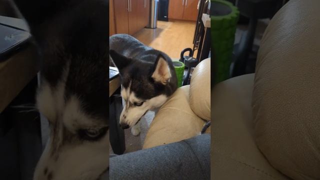 ASMR husky dog crunch on tortilla chip