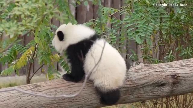 Маленькая панда в Чэнду с любопытством изучает окружающий мир