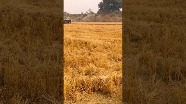 Agriculture farm  zira Punjab india