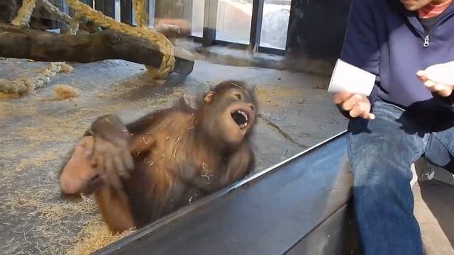 Monkey Sees A Magic Trick (1)