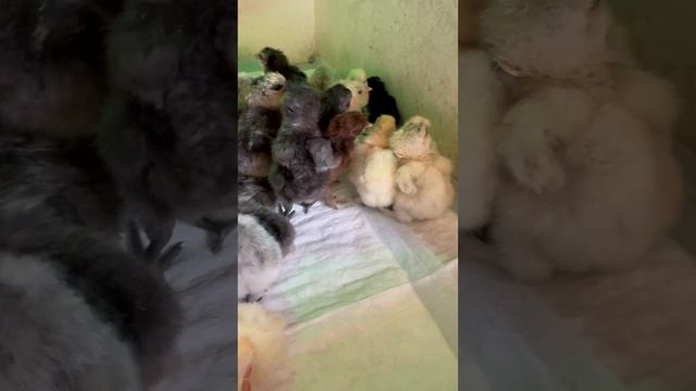 У нас снова пополнение ❤️☺️ китайские шелковые малыши 🐥 #chicken #цыплята #инкубация #birds #яйца