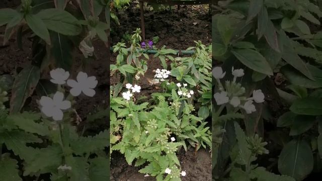 🌸🦋.mp4