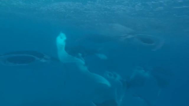 Large School of Manta Rays