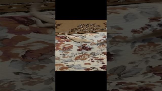 ящерица как кошка