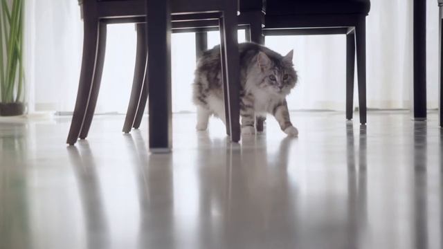 Purina One Light Cat Food