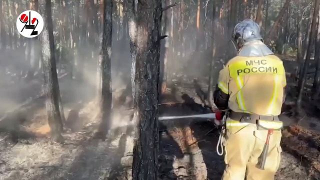 Люди виноваты в лесном пожаре под Пышмой