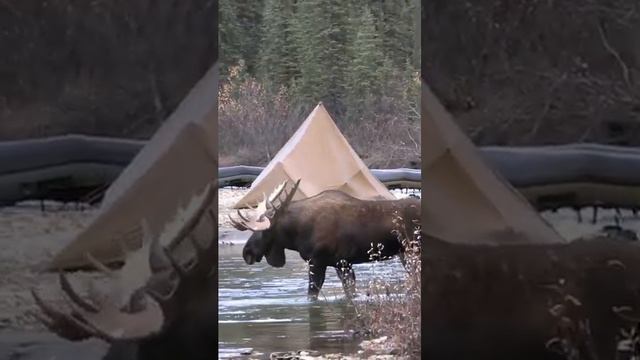 Большой лось промчался прямо за лагерем