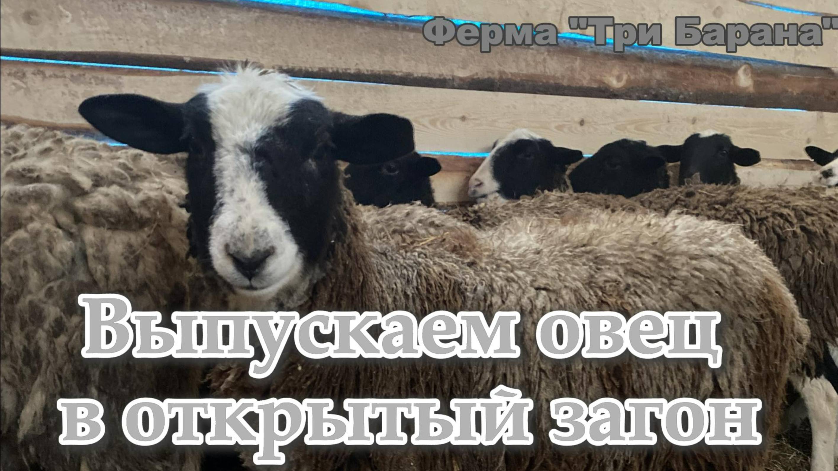 Овцы в открытом загоне или пять дней в неволе !