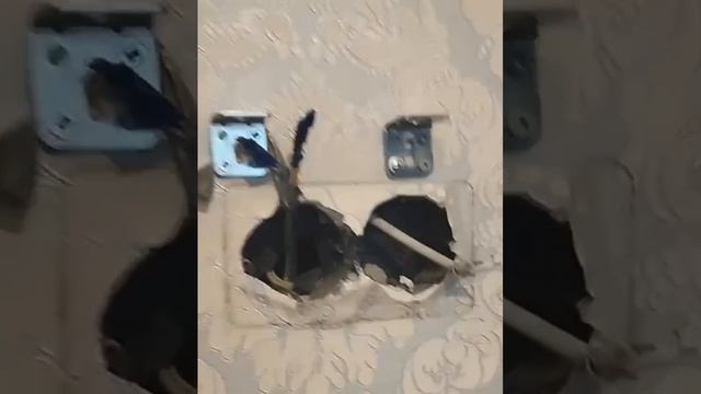 🐈В Москве спасли кота, который застрял в стене🐈