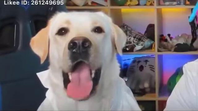 Породия на бургер