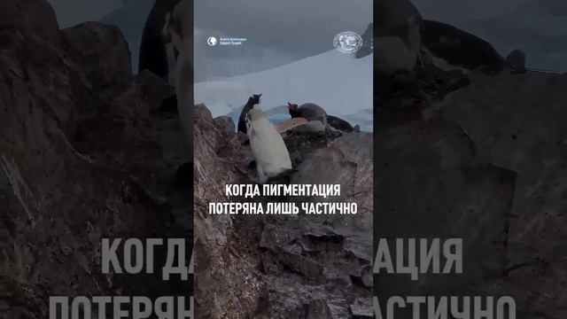 К сожалению, белого пингвина хищникам легче обнаружить под водой 😔 #природа #животные #shorts