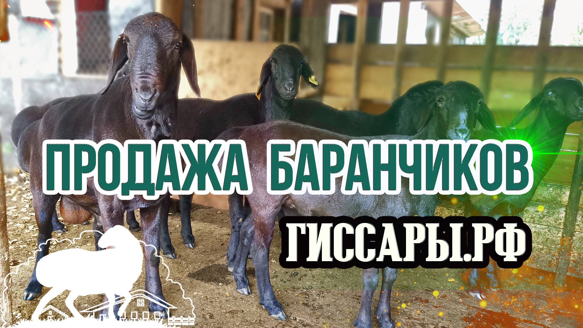 Баранчики на продажу