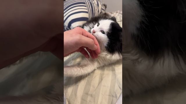 Котята две сестры