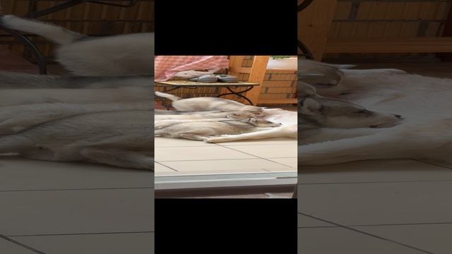 Кормешка